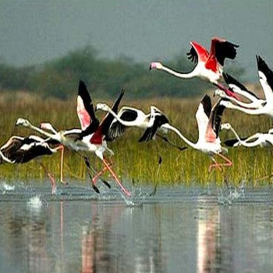 7-Day Golden Triangle Tour with Bharatpur Bird Sanctuary from Delhi