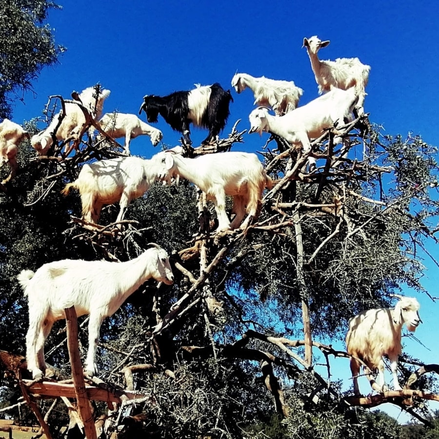2-Day Casablanca to Essaouira Tour via El Jadida's Historic Sights