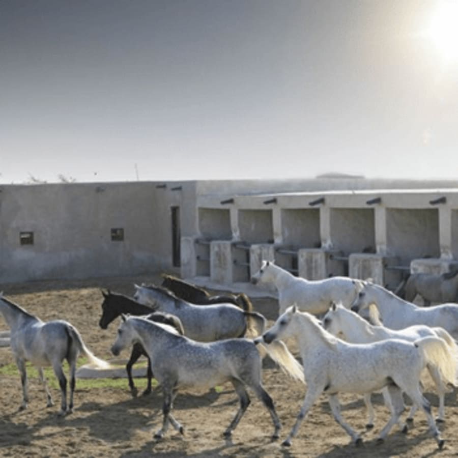 7-Hour Arabian Horses and Education City Tour in Al Rayyan
