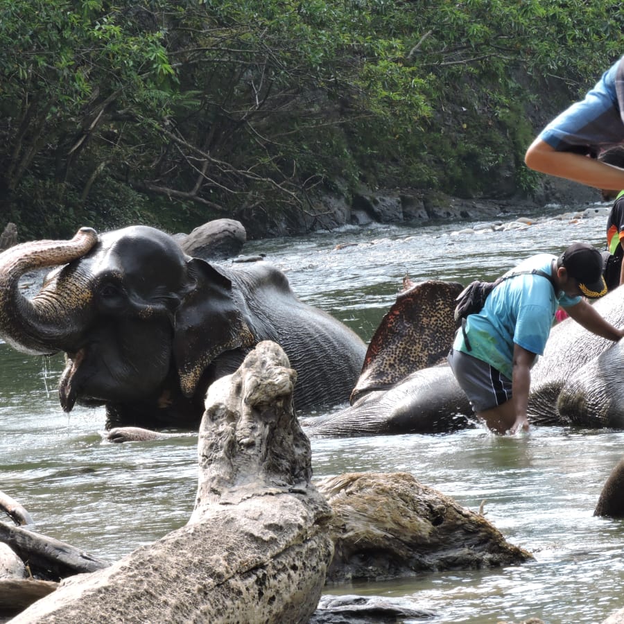 Full-Day Tangkahan River Rafting and Elephant Experience Tour