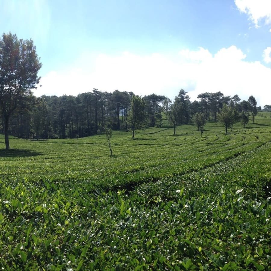 3-Hour Bandung City Tour with Floating Market and Saung Udjo