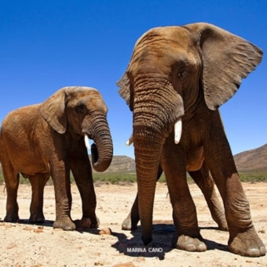 8-Hour Aquila Big 5 Safari and Nederburg Wine Tasting Tour