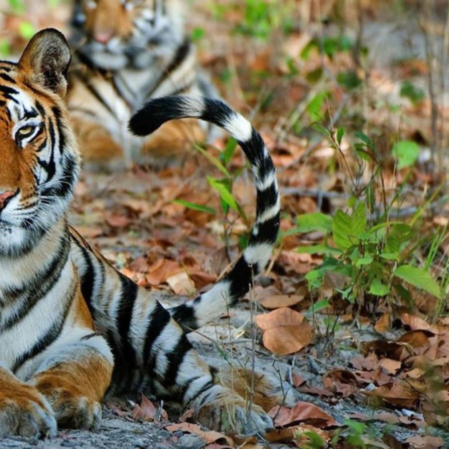 4-Day Panna Wildlife Safari with Ken River and Tribal Villages