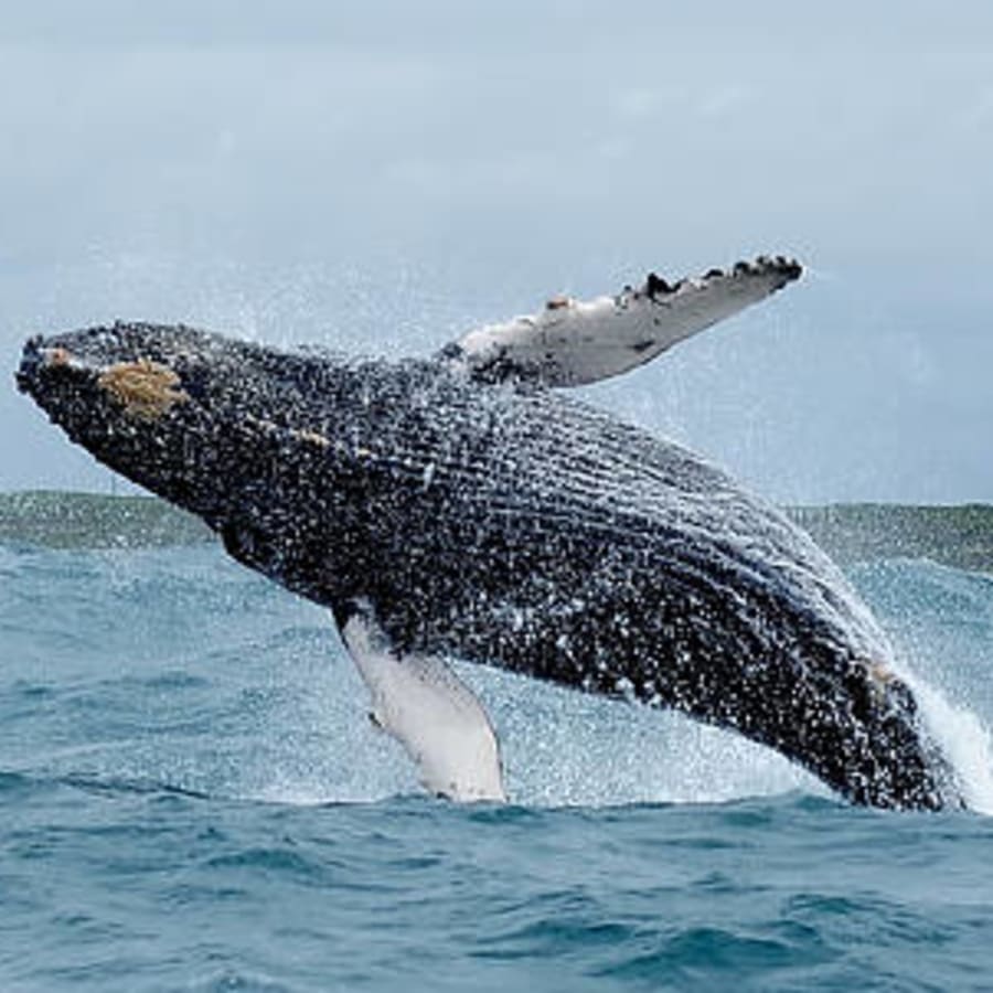 11-Hour Algoa Bay and Addo Elephant Safari with the Big 7 Experience