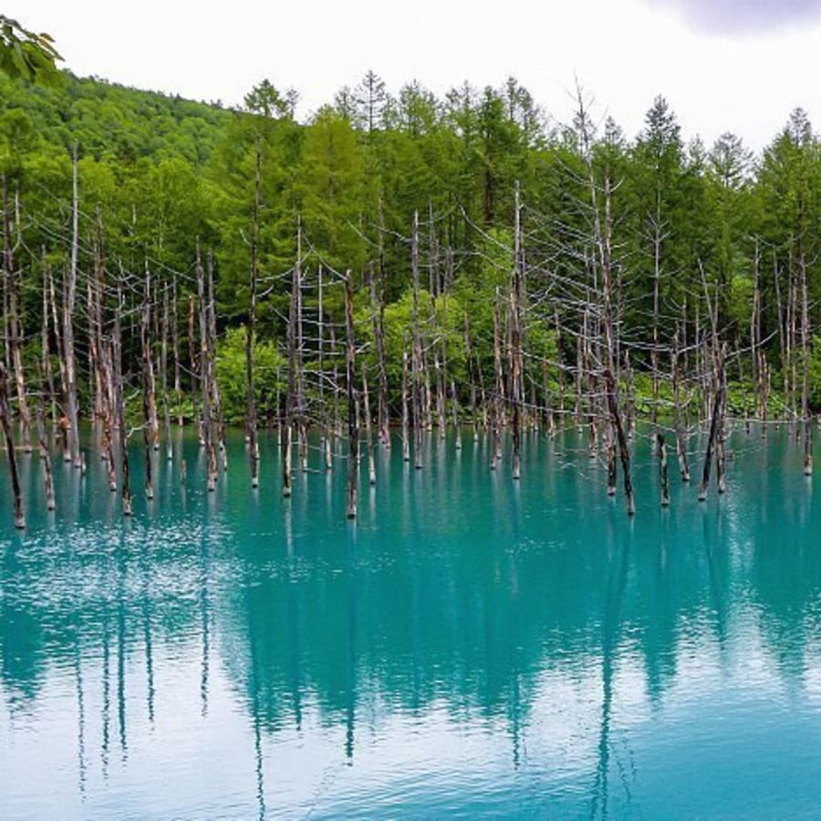12-Hour Biei and Asahikawa Tour from Sapporo with Blue Pond