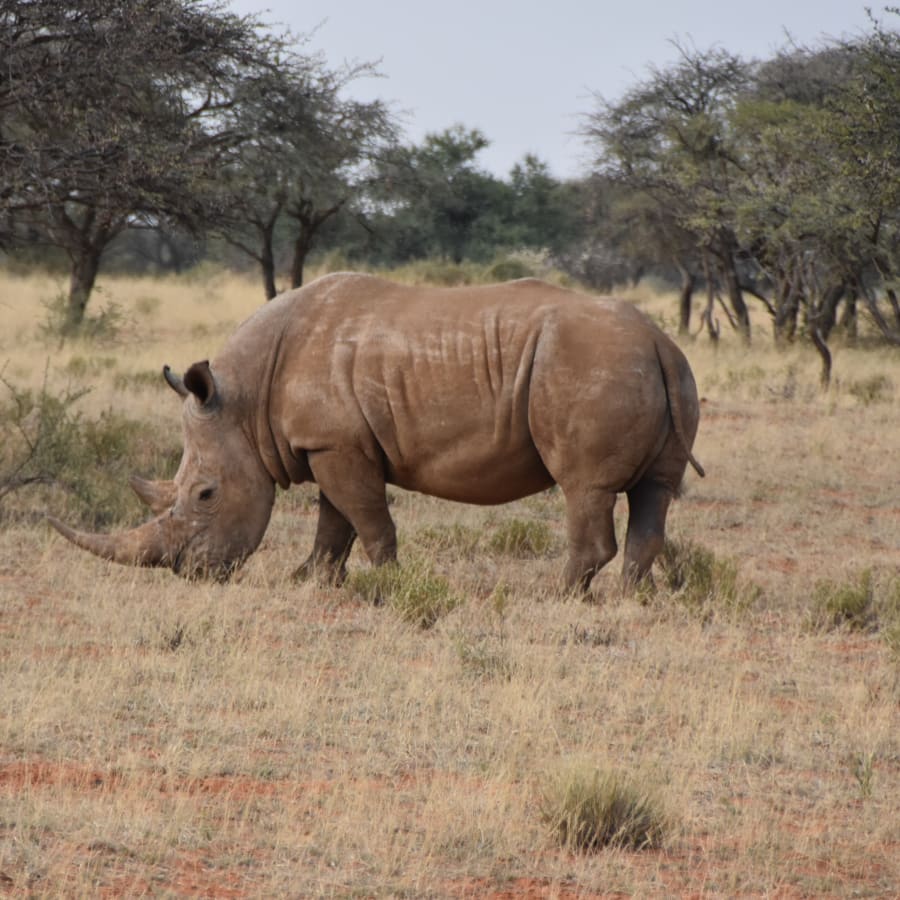 11-Day South Africa Tour from Johannesburg with Safari and Cape Town