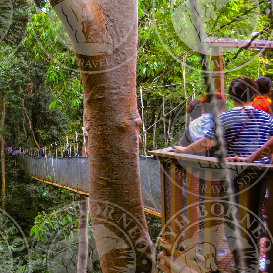 1-Day Kinabalu Park and Poring Hot Spring Tour from Kota Kinabalu