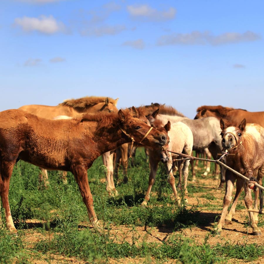 8-Day Mongolia Cultural and Horseback Adventure from Ulaanbaatar