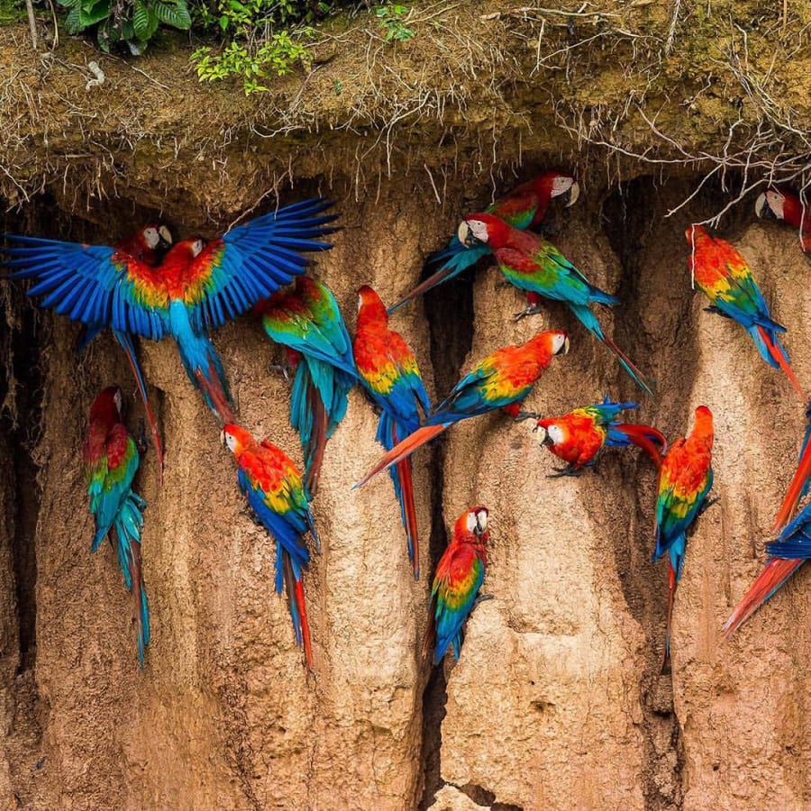 8-Hour Tambopata Macaw Clay Lick Tour from Puerto Maldonado