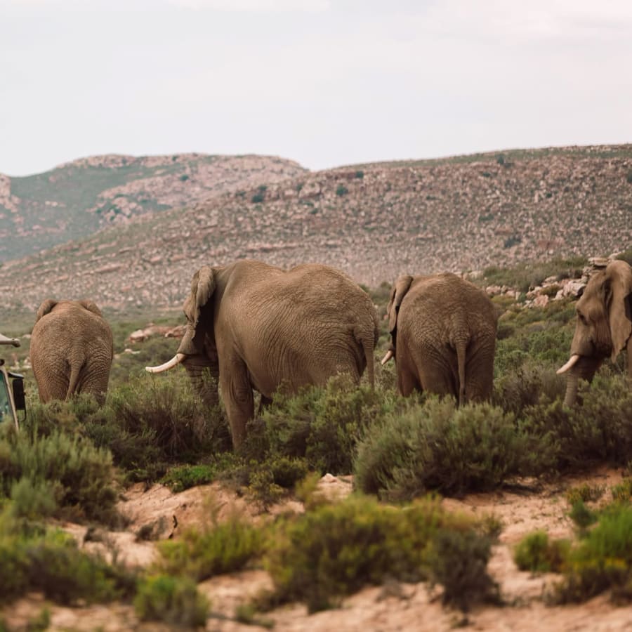 8-Hour Cape Town Safari to a Game Reserve