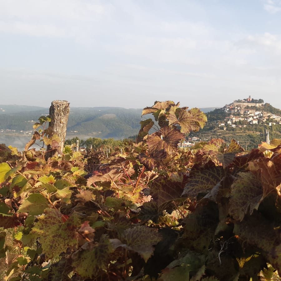 8-Hour Inner Istria Tour with Grožnjan, Motovun and Truffle Tasting