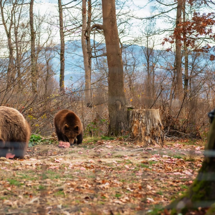 10-Hour Bran Castle and Libearty Bear Sanctuary Tour from Bucharest