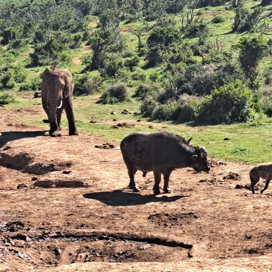 4-Hour Addo Elephant National Park Safari with Elephant Herd Sightings