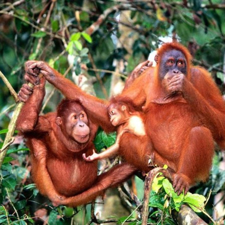 12-Hour Orang Utan Island and Ipoh Tour from Kuala Lumpur