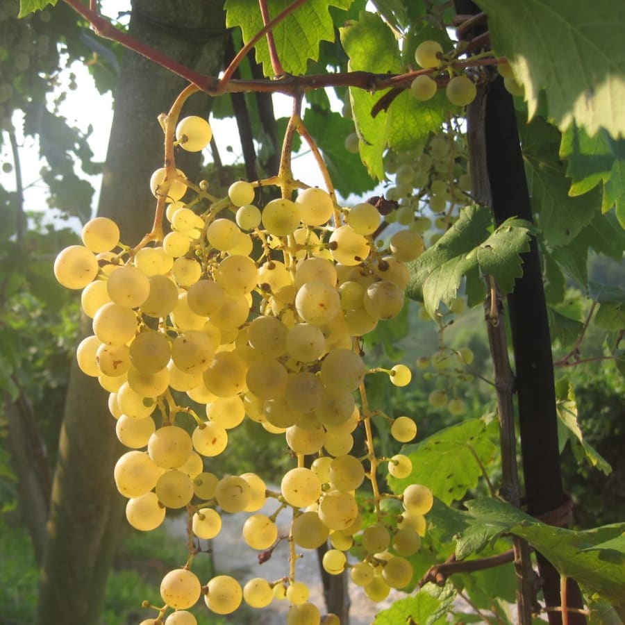 8-Hour Prosecco Wine Tasting Tour in Treviso with Asolo and Valdobbiadene