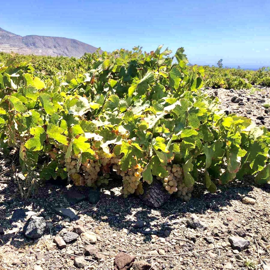4-Hour Santorini Sunset Wine Tour with 2 Wineries and Sommelier