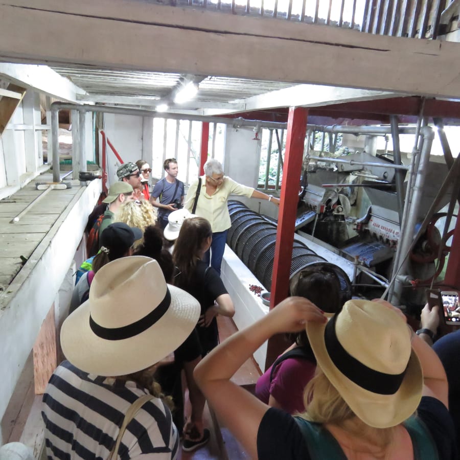 7-Hour Minca Coffee Tour with Marinka Waterfalls and Cocoa Experience