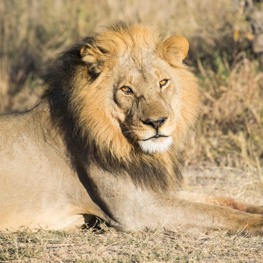 12-Day South Africa Safari and Garden Route Tour with Cape Winelands
