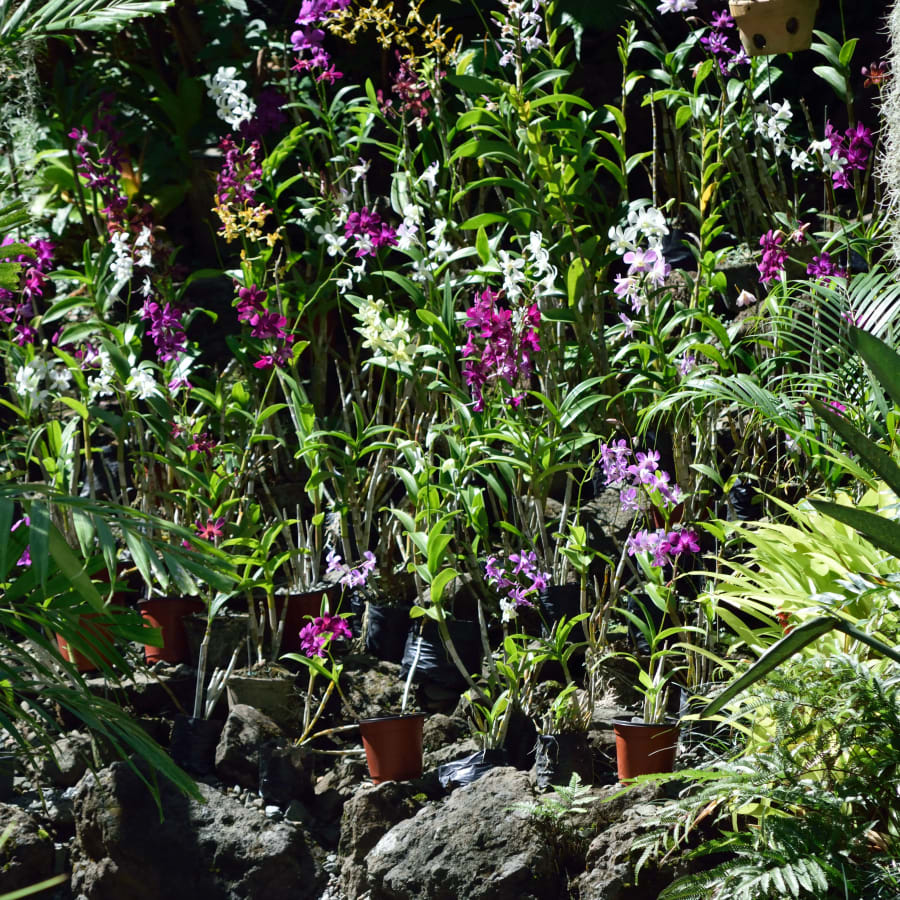 4-Hour Nadi Temple and Mud Pools Tour with Orchid Gardens