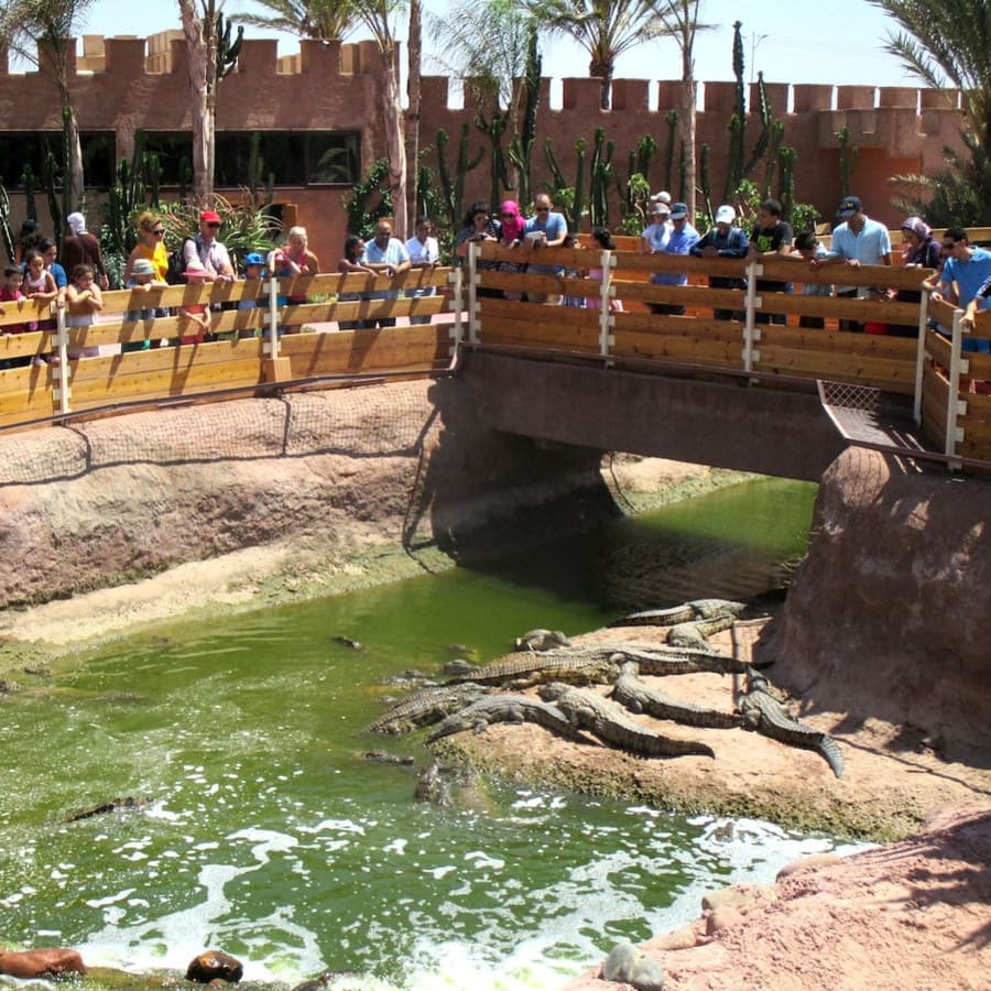 3-Hour Crocodile Park Tour in Agadir with 300 Crocodiles