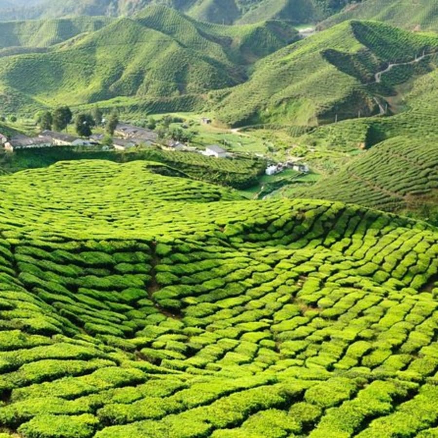 1-Day Cameron Highlands Private Tour with Tea Estate and Strawberry Farm