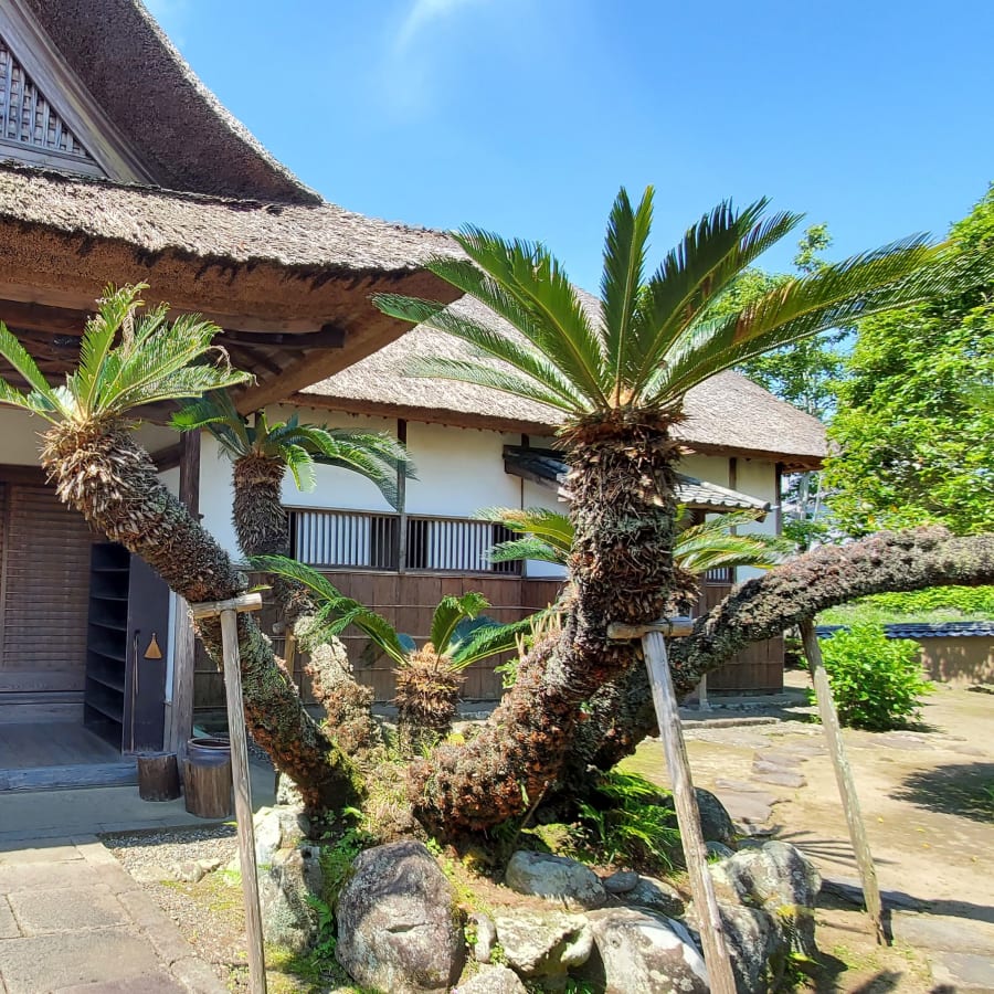 5-Hour Kitsuki Cultural Tour from Beppu with Tea Ceremony and Castle