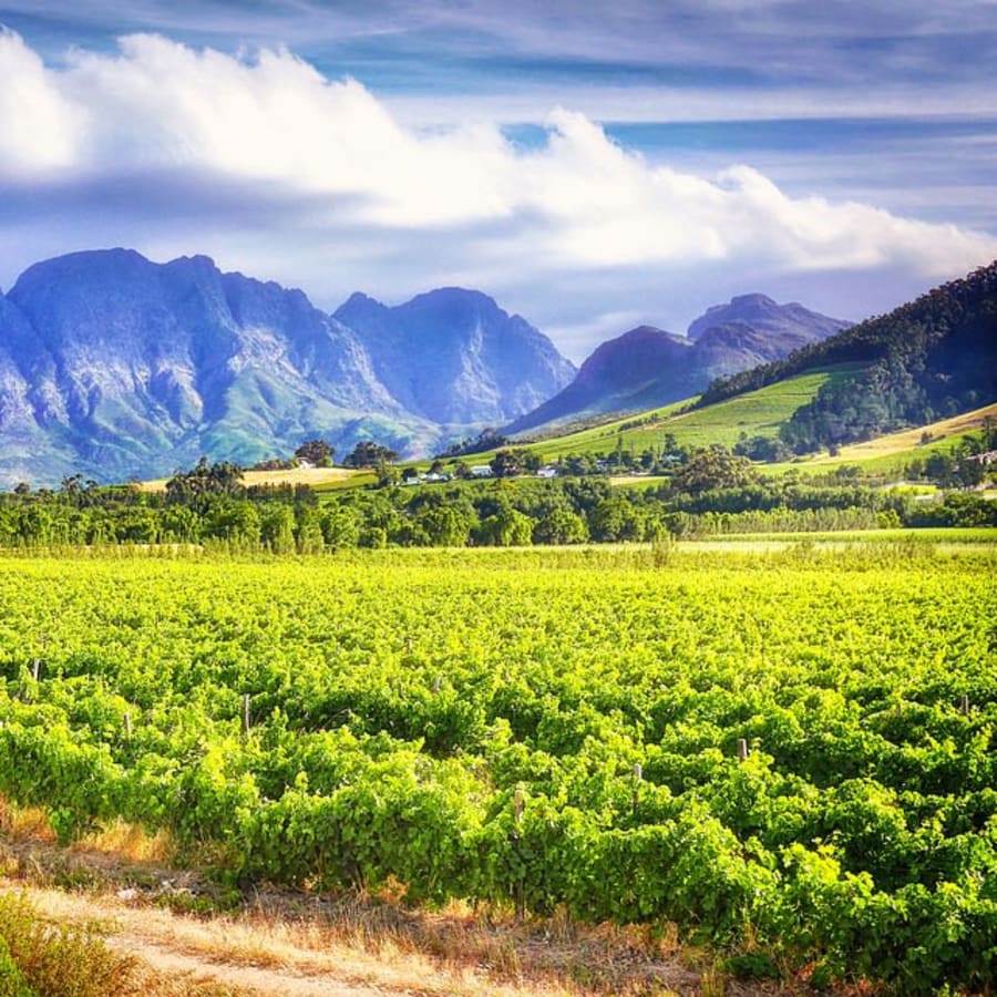 8-Hour Franschhoek and Stellenbosch Wine Tour with Estate Tastings