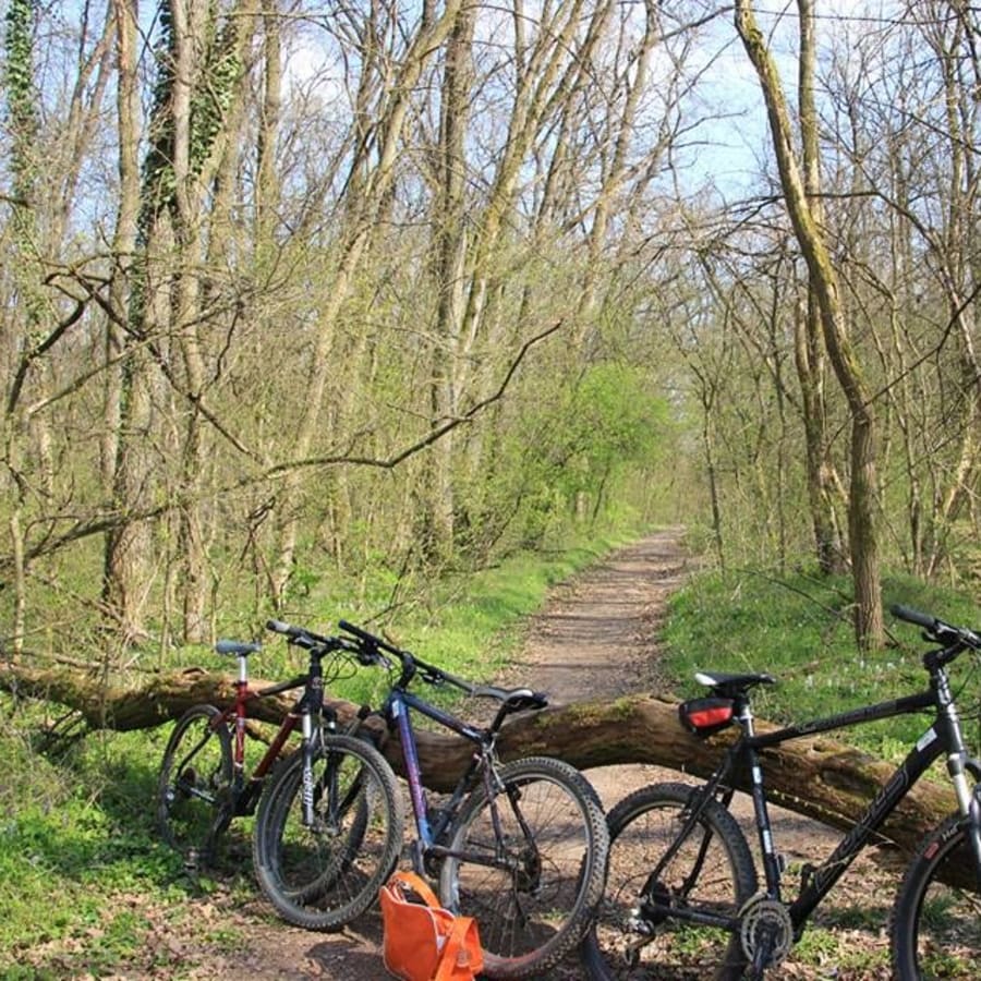 3-Hour Bike Tour of Timișoara with Squares and Green Forest