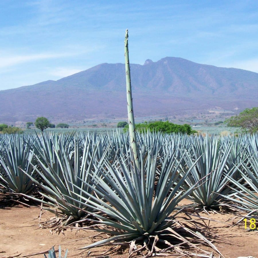8-Hour Tequila Tour in Tequila with Agave Fields and Tastings