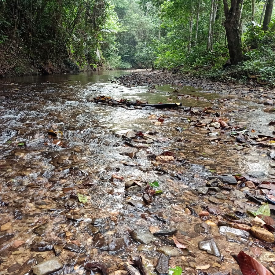 4-Day Jungle Trekking Tour from Wahau to Berau with Wehea Culture