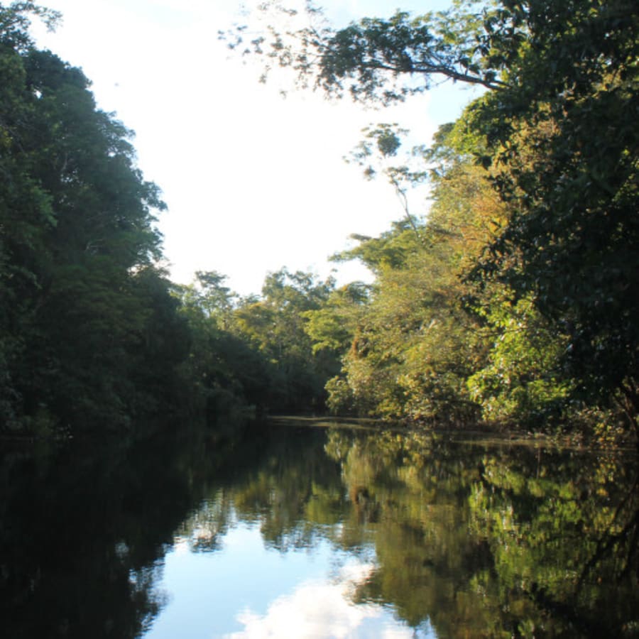 4-Day Amazon Jungle Tour to Pacaya-Samiria from Lima