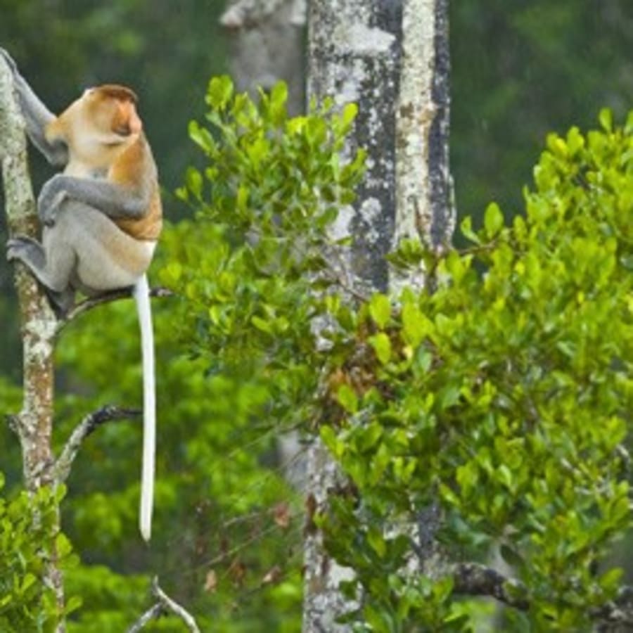 7-Day Sabah Nature and Wildlife Tour from Kota Kinabalu