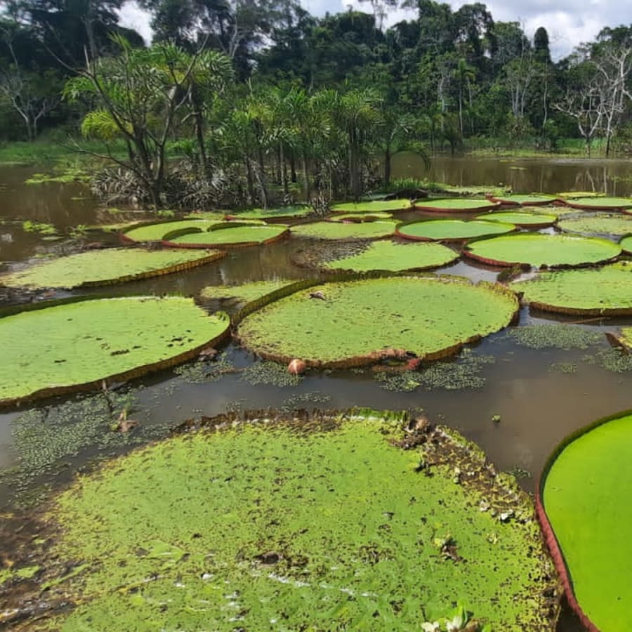 3-Day Amazon Rainforest Adventure from Iquitos with Pacaya Samiria