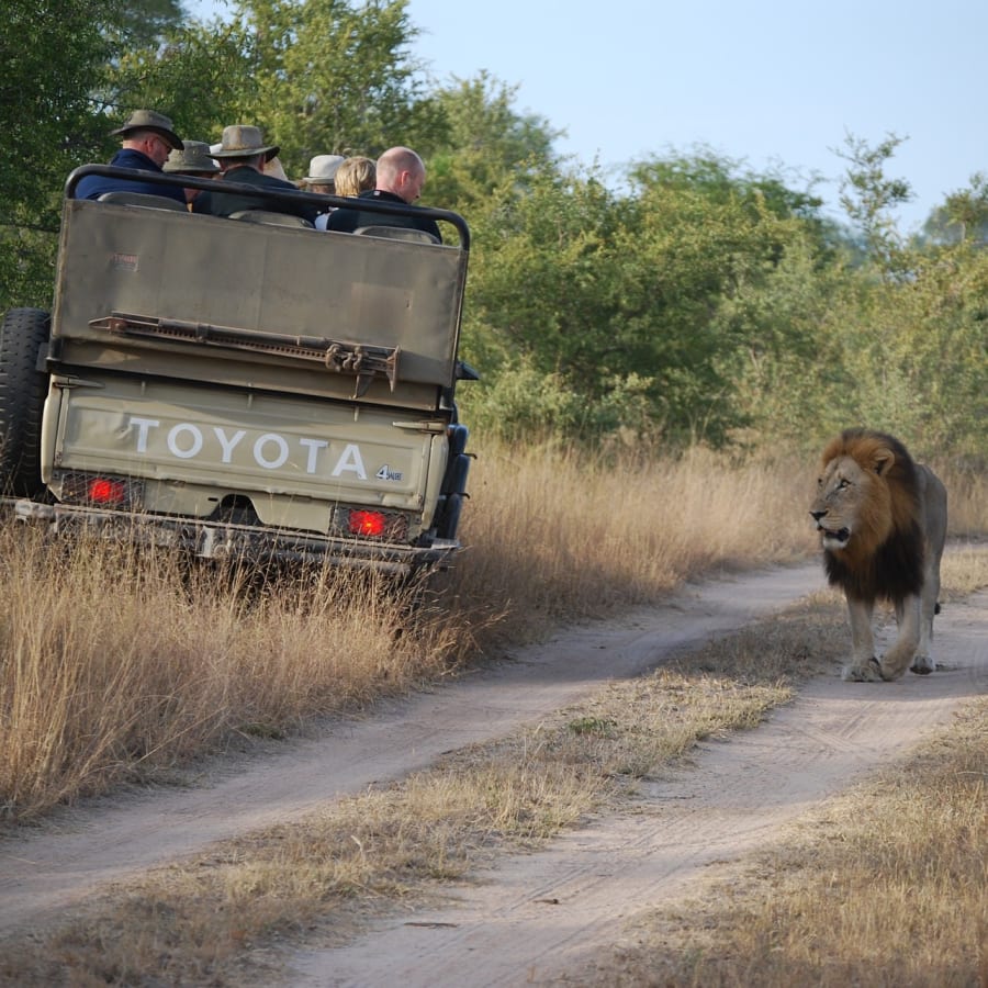 1-Day Kruger National Park Safari from Maputo with Big Five Viewing