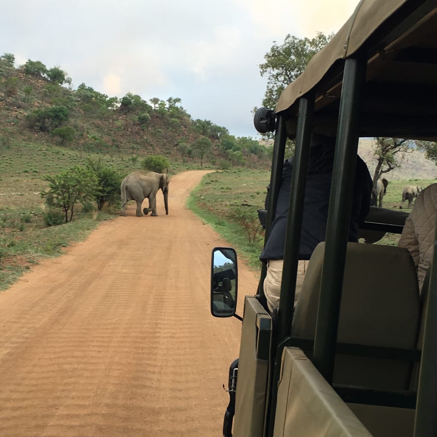 9-Hour Pilanesberg National Park Safari with Big Five Wildlife