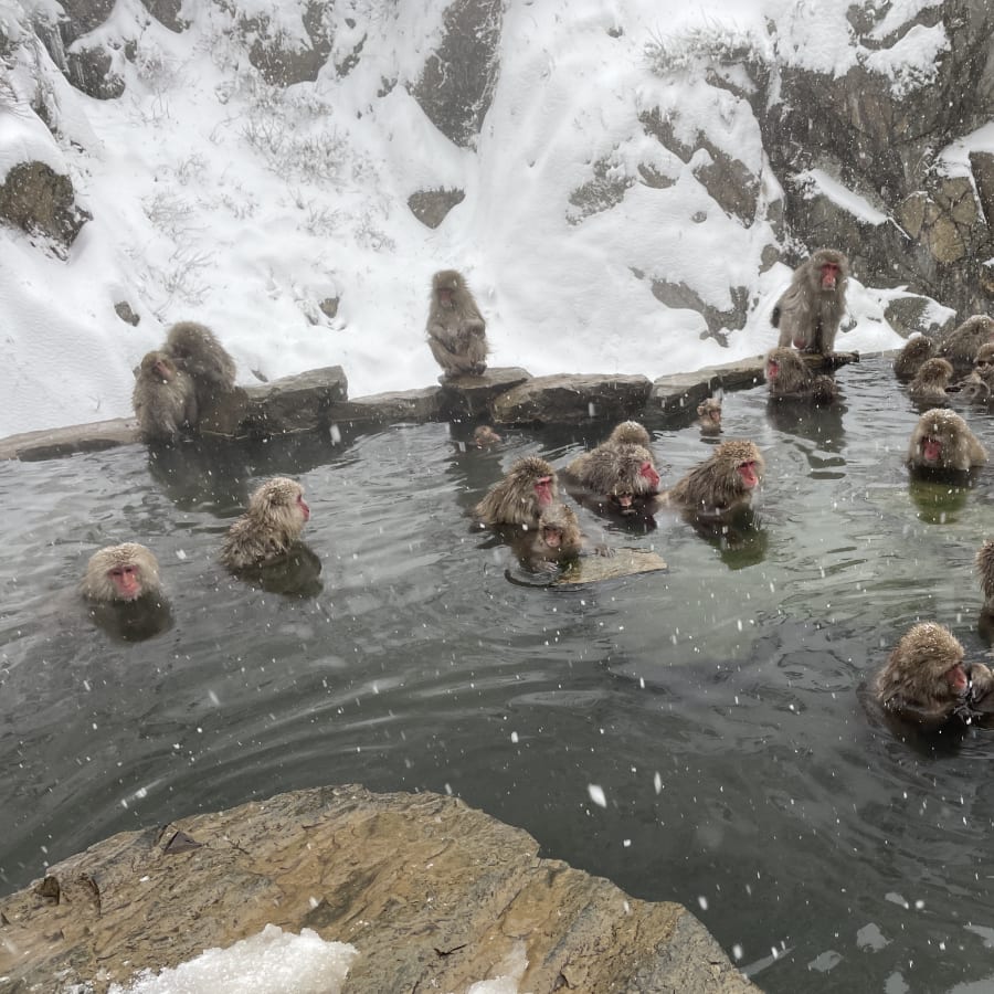 1-Day Snow Monkey Tour in Nagano with Obuse Sake and Hokusai Museum