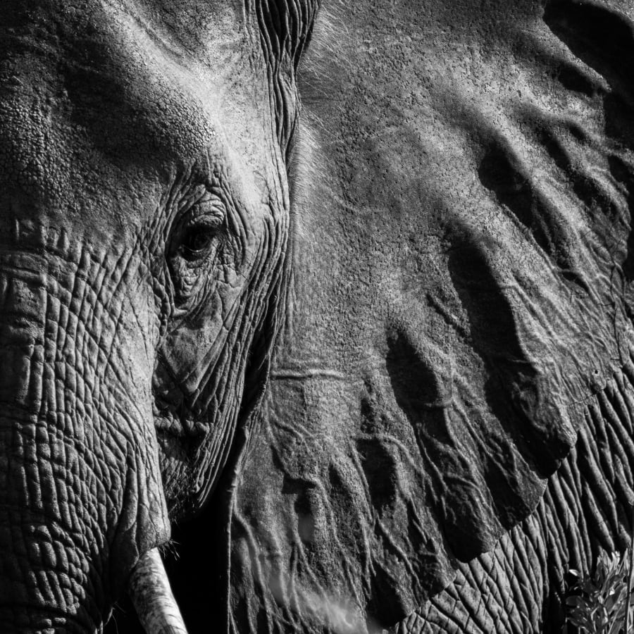 9-Hour Addo Elephant National Park Safari with Big Five Viewing