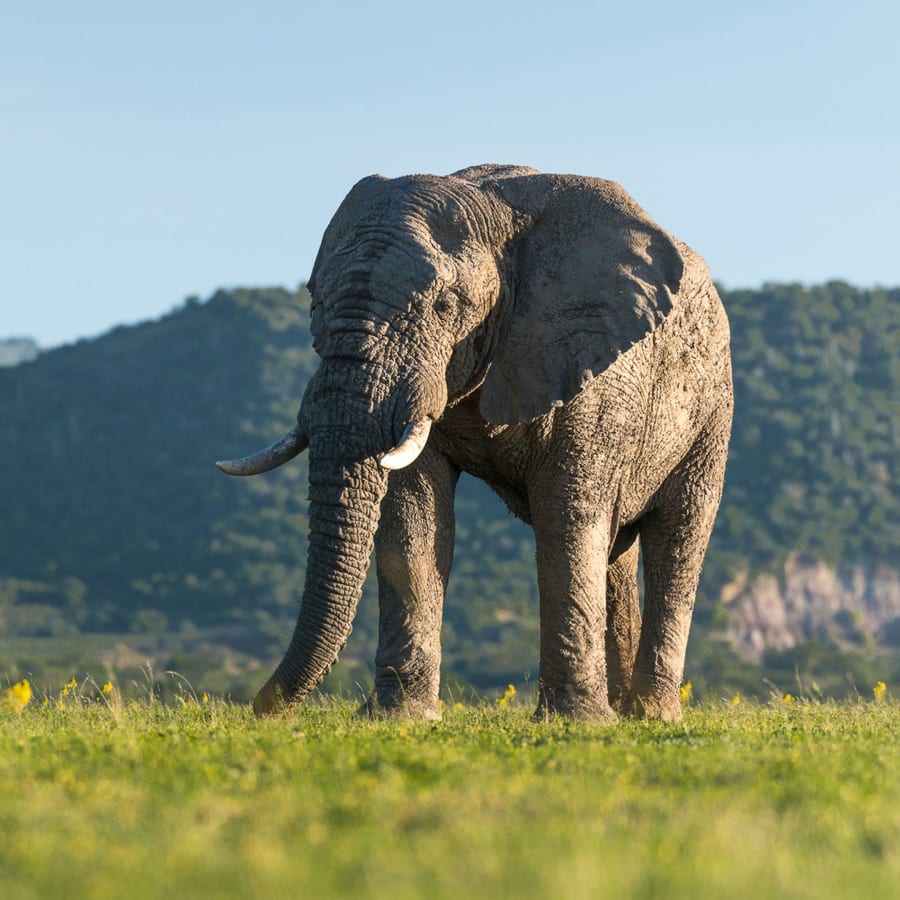 10-Hour Whale Watching and Addo Elephant Park Tour from Port Elizabeth