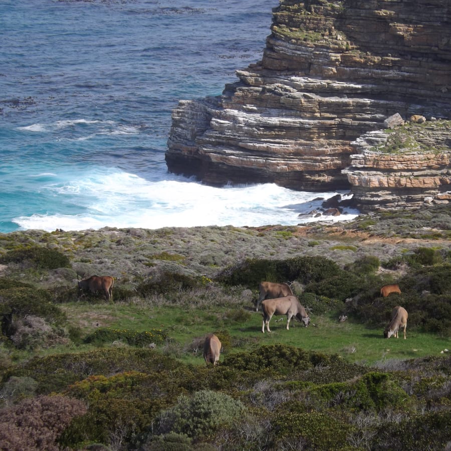 9-Hour Cape Town Peninsula Tour with Penguins and Cape Point