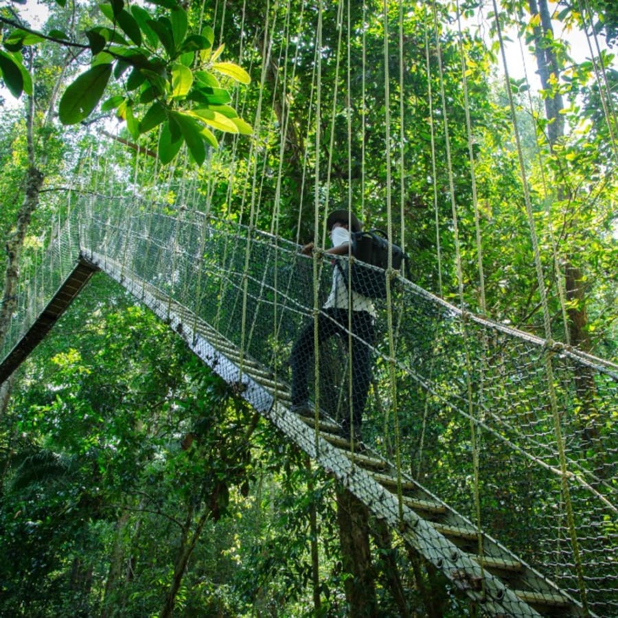 1-Day Taman Negara Jungle Tour from Kuala Lumpur with Canopy Walk
