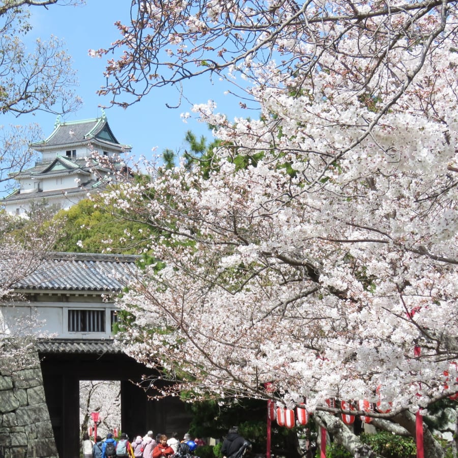 1-Day Wakayama City Tour with Castle, Kuroshio Market and Gardens