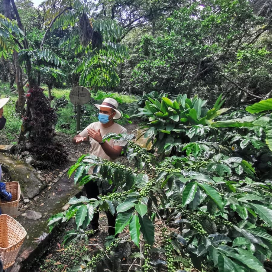 7-Hour Coffee Farm Tour from Bogotá with Tastings in Cundinamarca