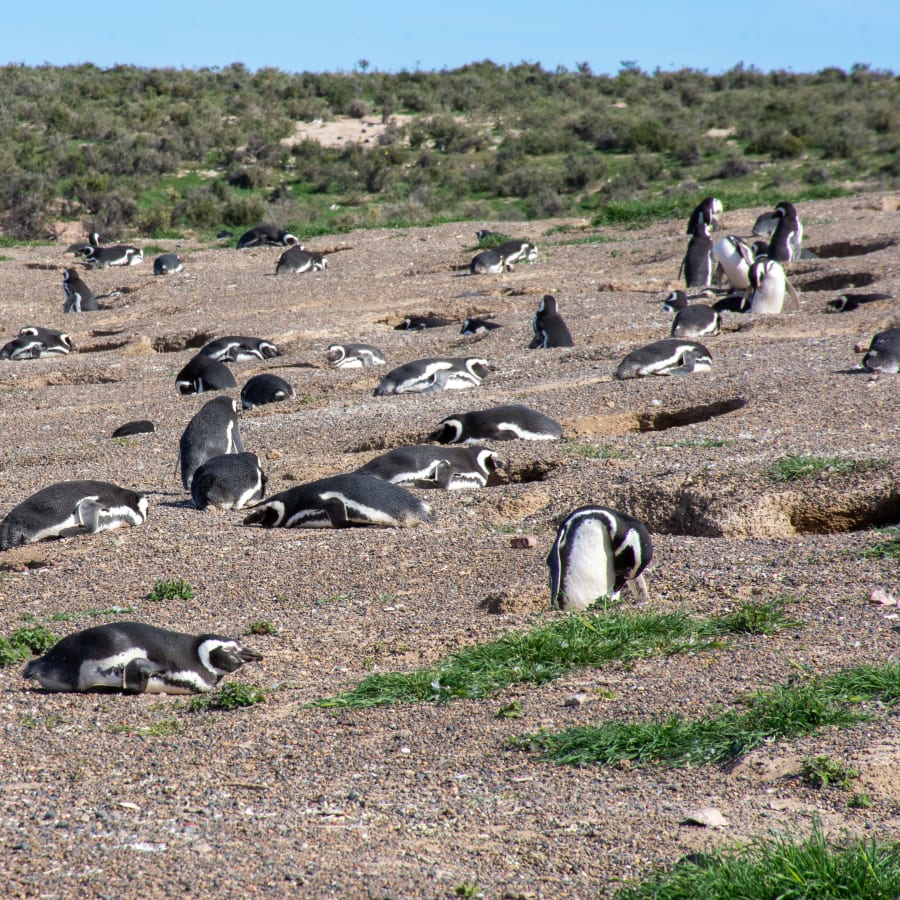 7-Hour Punta Tombo Penguin Shore Excursion from Puerto Madryn