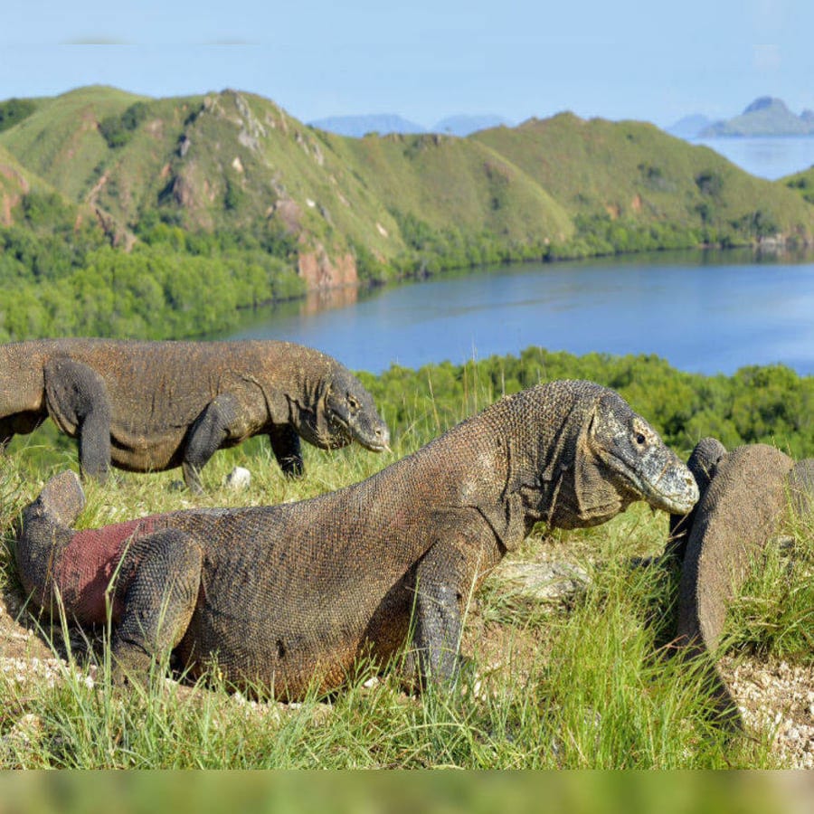 2-Day Labuan Bajo and Komodo Island Shore Excursion from Bali