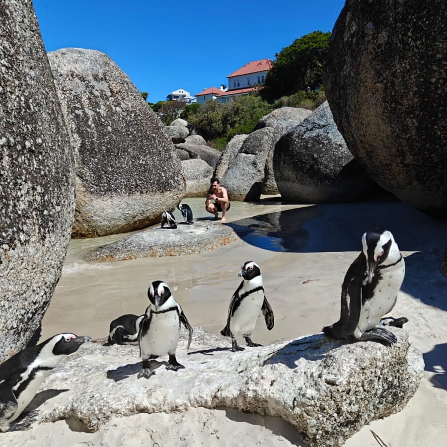 Full-Day Cape Peninsula Tour with Cape Point and Boulders Beach