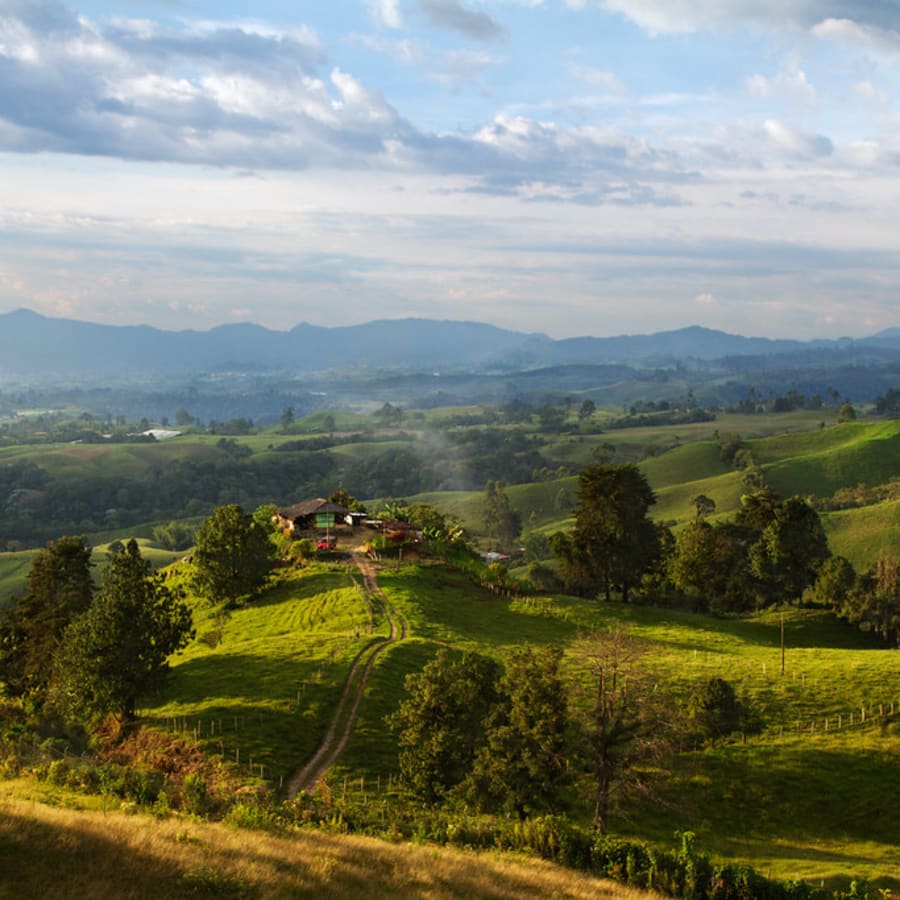 5-Day Coffee Tour in Quindío with Cocora Valley and Colonial Towns