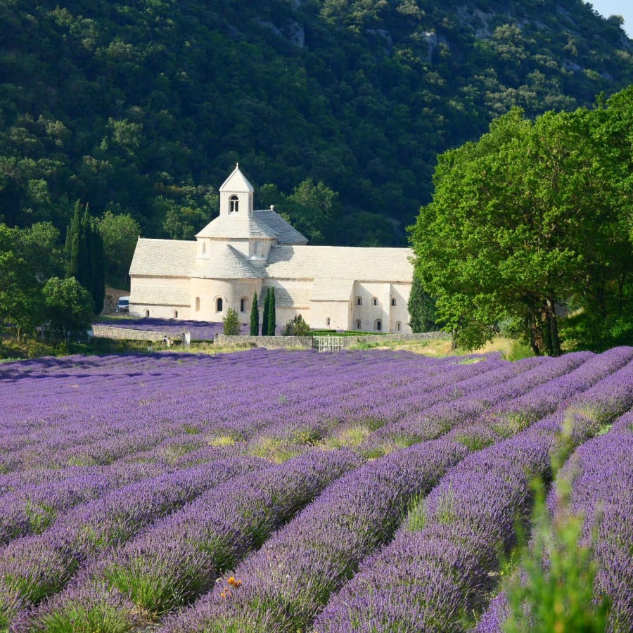 8-Hour Luberon Lavender Tour from Aix-en-Provence with Local Expert