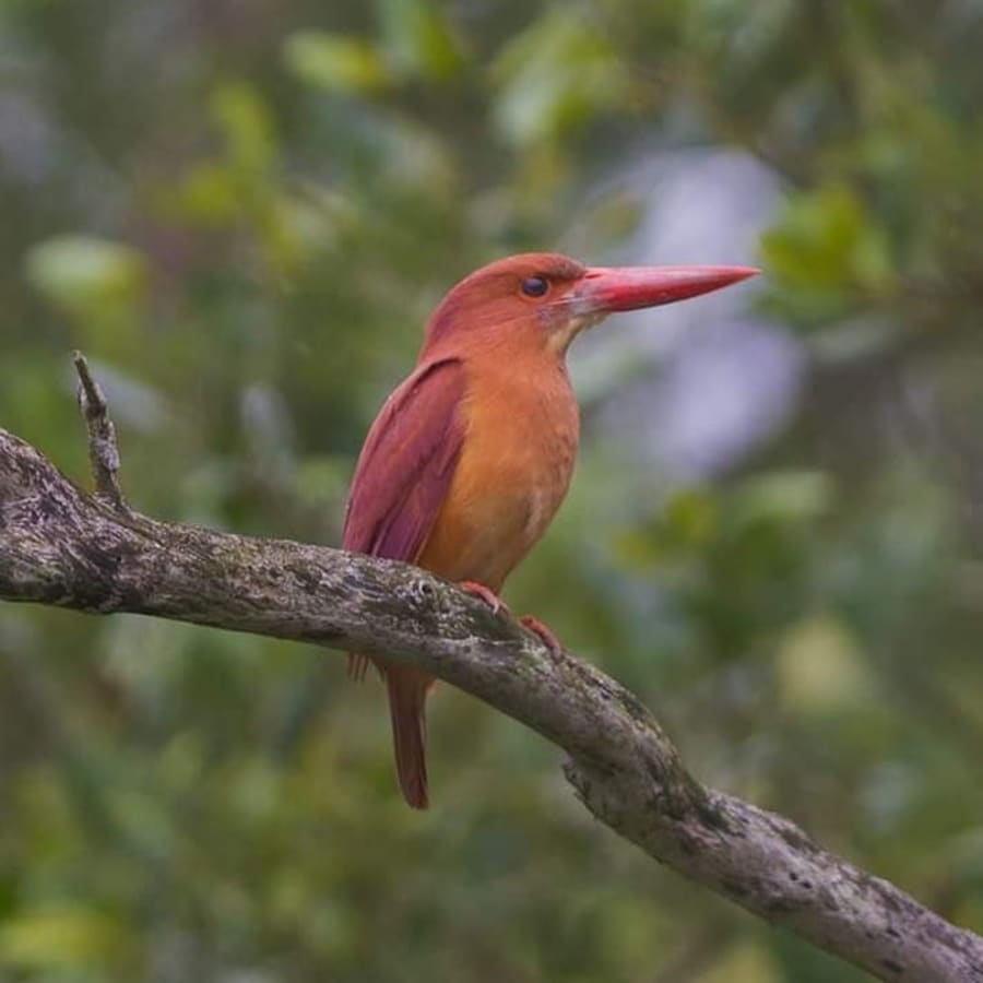 2-Day Sundarbans Jungle Safari from Kolkata with Canopy Walk