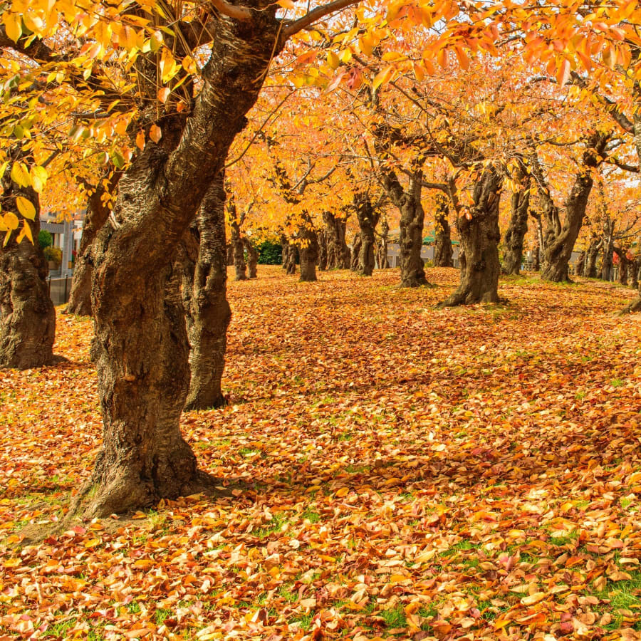 3-Hour Hakodate Goryokaku Walking Tour with Samurai History