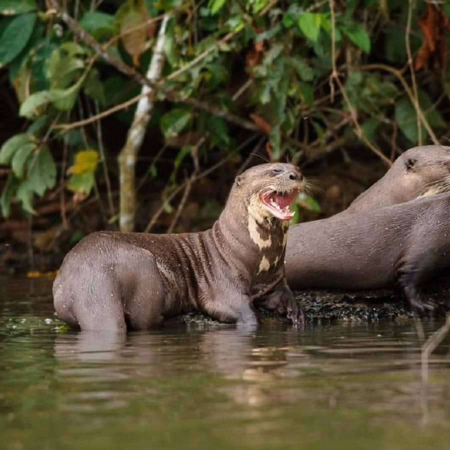 7-Hour Lake Sandoval Wildlife Tour from Puerto Maldonado